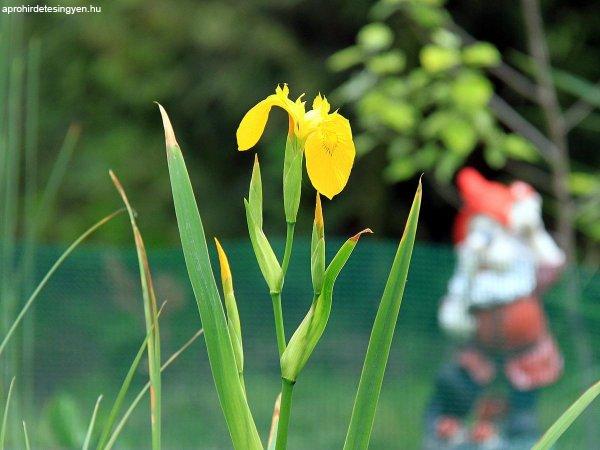 Mocsári nőszirom kerti tóba - sárga írisz -Iris pseudoa
