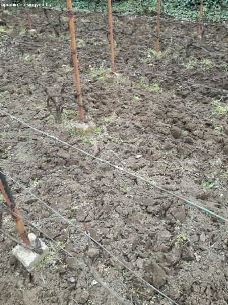 Vállalom kert ásását,füvesités metszést tereprendezés kertre