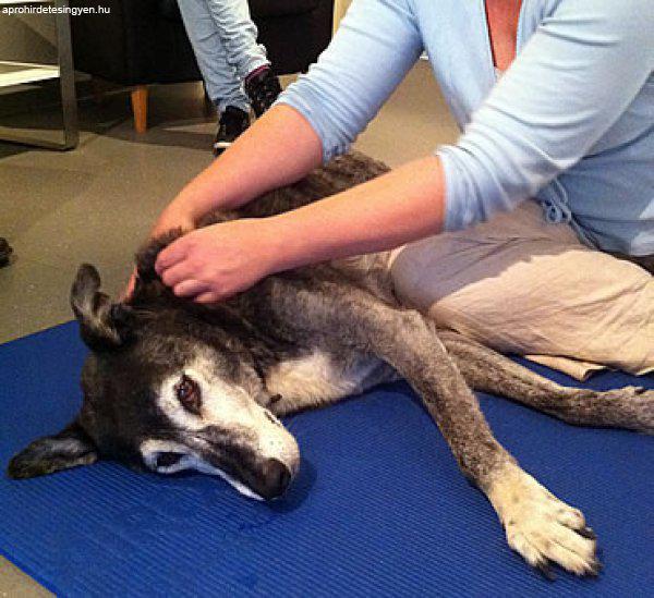 Kutyakozmetika és Terápiás kutyamasszázs