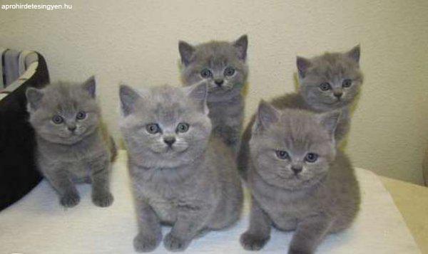 perzsa cica ingyen elvihető budapest 4