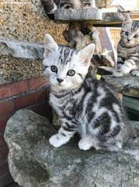 gyönyörű fajtatiszta brit rövidszőrű cicák