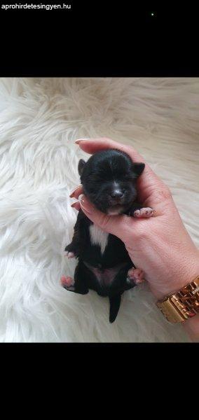 Yorkshire terrier yorki black kisfiúk