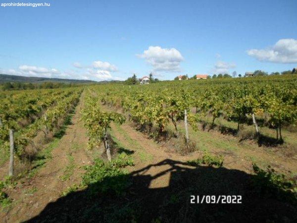 Szentantalfán eladó két helyrajzi számból álló szőlő - Szentantalfa