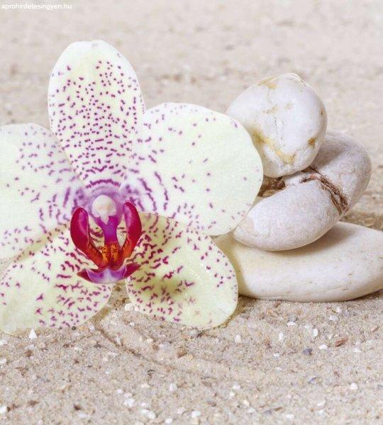 Virág kövekkel a homokban, poszter tapéta 225*250 cm