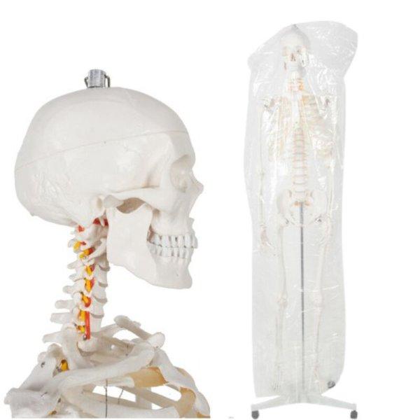 Anatómiai csontváz modell, guruló állvánnyal, porvédővel, 1:1
méretarányban, 180×55 cm méretben
