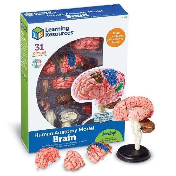 Az emberi agy modellje