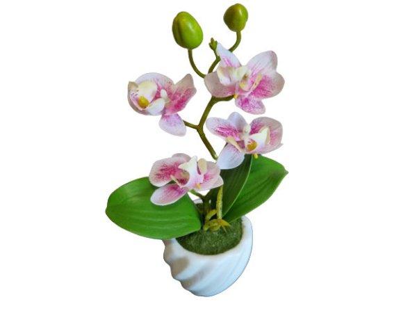 Mini orchidea különlegesség