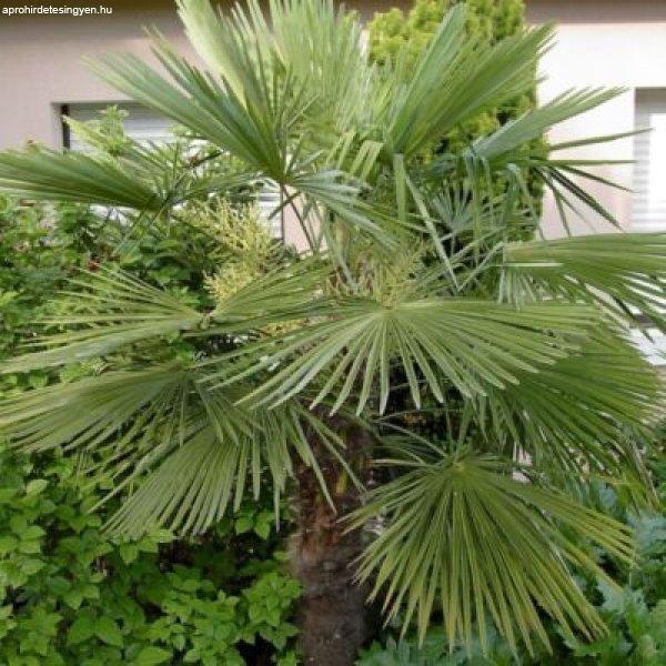 Kínai kenderpálma - Chamaerops excelsa "Trachycarpus fortunei"
(cserép k 30, 100-125 cm)
