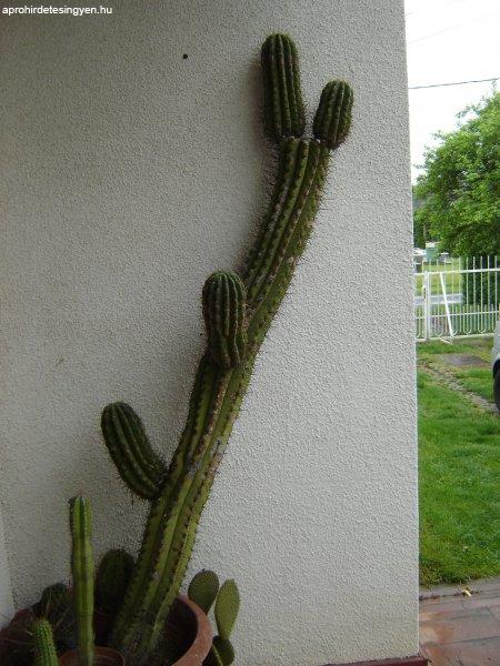Oszlop kaktusz eladó