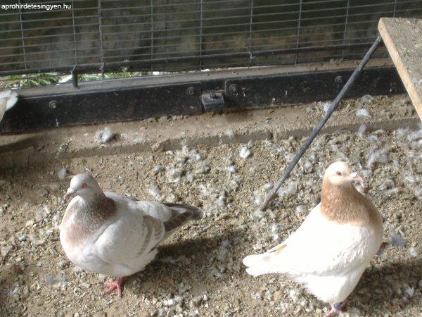 Eladó fiatal galambok
