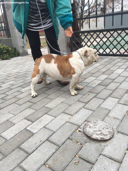 Angol bulldog felnőtt ivaros szuka kutya eladó