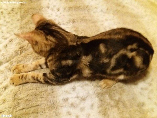 Csodaszép bengáli cica, macska márvány mintás