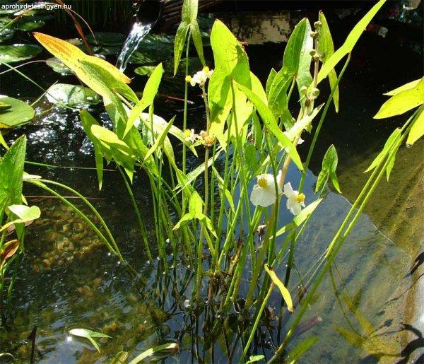 Nyíllevelű nyílfű - Sagittaria sagittifolia - kerti tóba