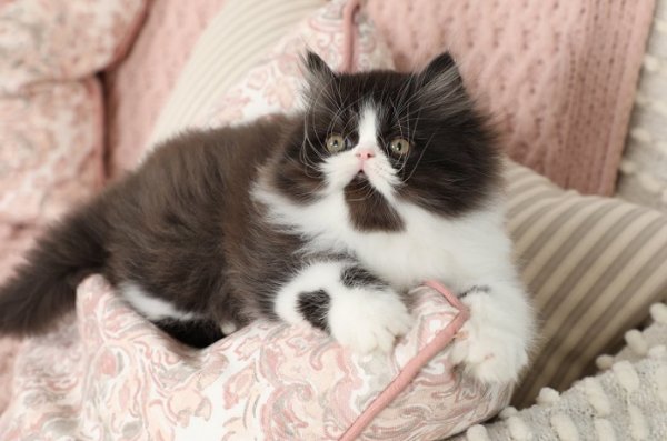 A perzsa cica már elérhető az interneten