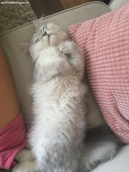 ezüst árnyalt 1 éves Csincsilla perzsa cica