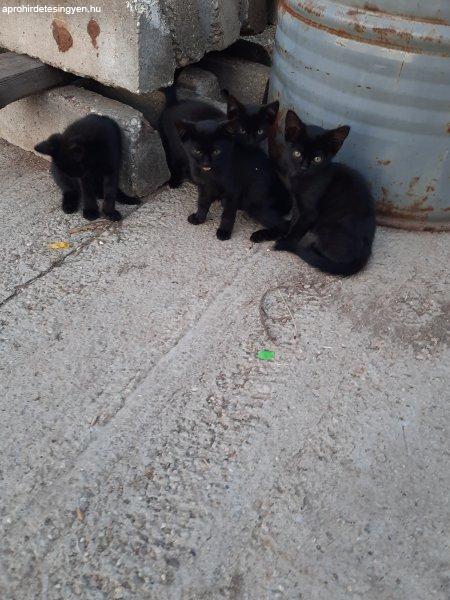 Fekete kiscicák