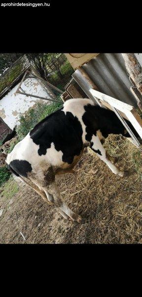 Holstein-fríz bika borjú eladó!