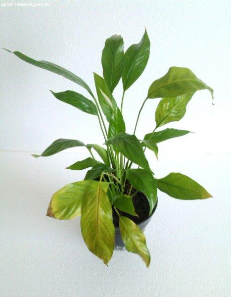 Vitorlavirág / Spathiphyllum/