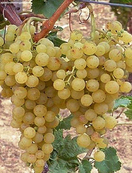 Borszőlő