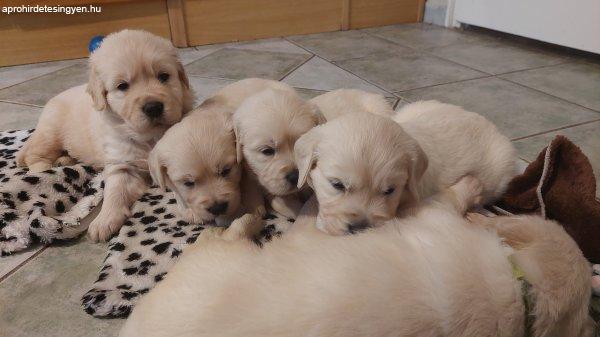 Eladó kan törzskönyves Golden retriever kiskutya!