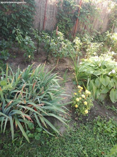 Vállalom kertek telkek kertrendezését tereprendezést stb