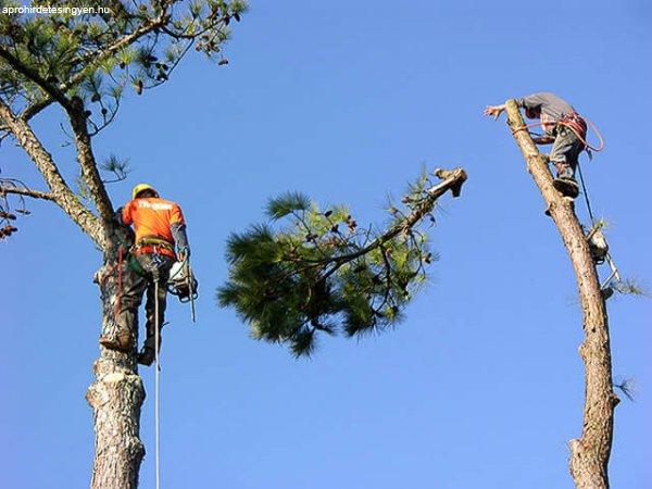 Veszélyes fenyőfa kivágása