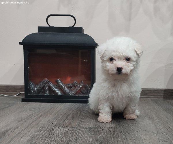 Bichon bolognese kölykök