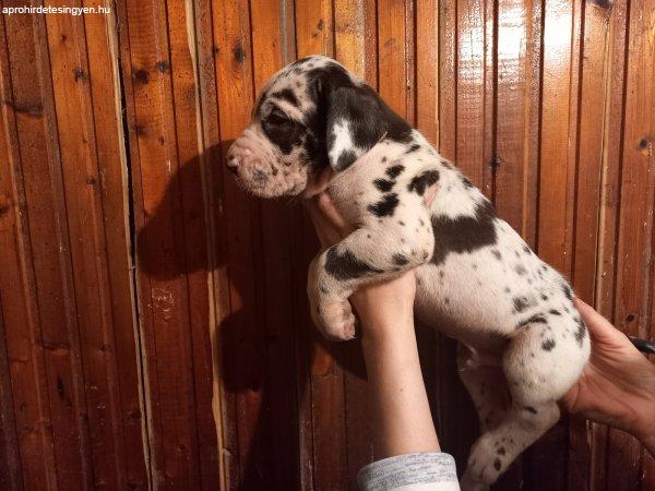 Nèmet dog kiskutyàk