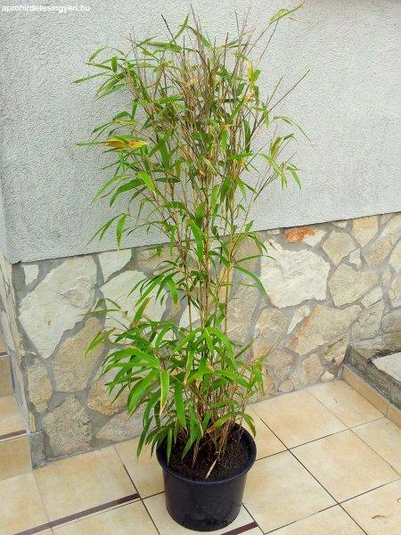 Sárga vesszejű bambusz - Phyllostachys aureo