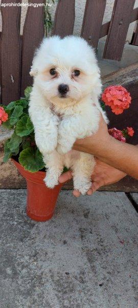 Bichon bolognese kölykök