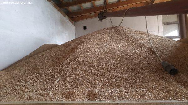 Idén aratott, vetőmagról vetett tritikálé eladó Bokodon