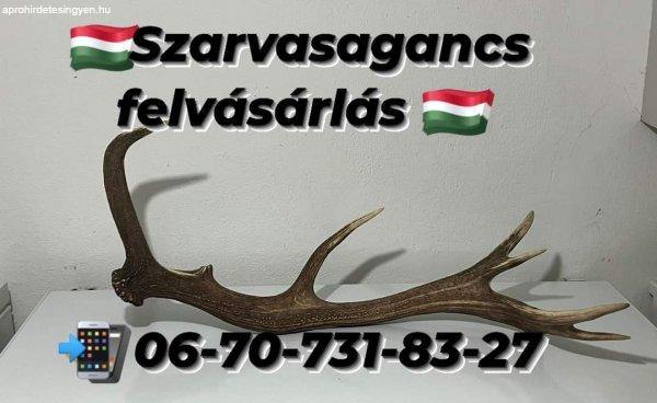 Agancs Felvasarlas Budapest 06707318327