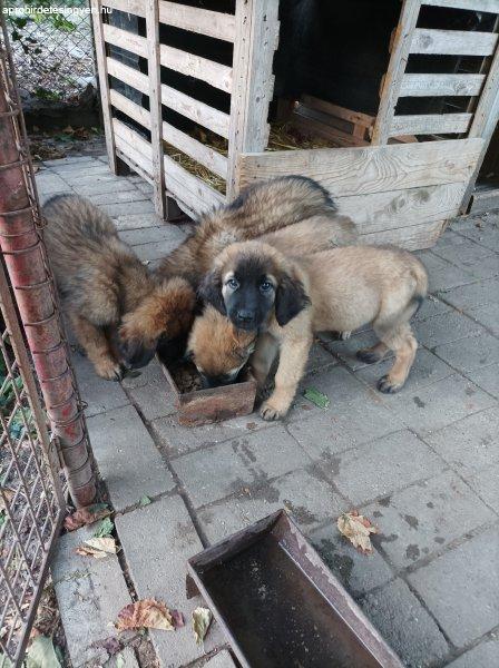 Leonbergi kölykök szerető gazdijukat keresik