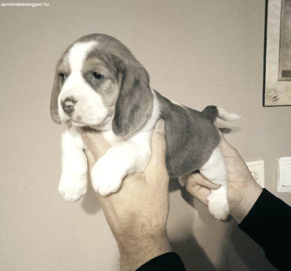 Minőségi beagle kutyusok