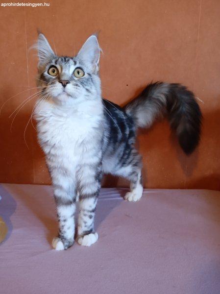 Maine coon kislány