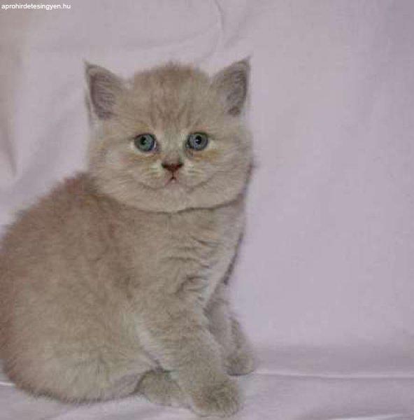 perzsa cica ingyen elvihető budapest 2020