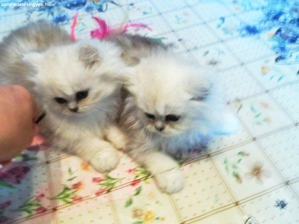 Csincsilla perzsa kiscicák eladók