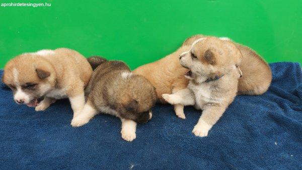 Japanse akita puppies for sale