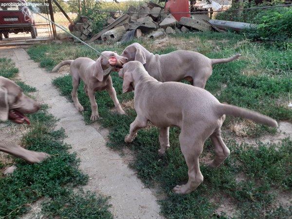 Weimari vizsla kölyök eladó!