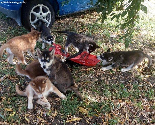 Fajtatiszta jellegű Husky kiskutyák