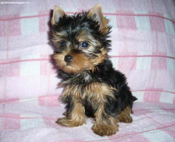 Kisméretű Minőségi yorkshire terrier tündéri kölykök