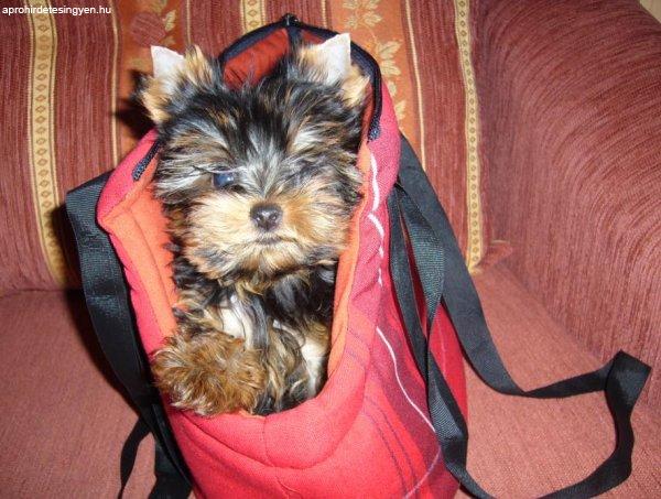 Kisméretű Minőségi yorkshire terrier tündéri kölykök