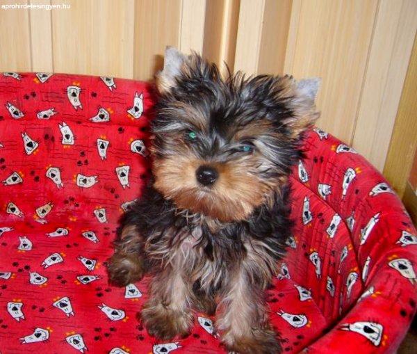 Yorki yorkshire terrier Minőségi kiskutyák eladók