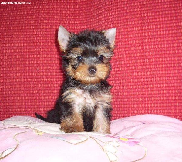 Yorkshire Terrier Kisméretű Minőségi Tündéri Kölykök