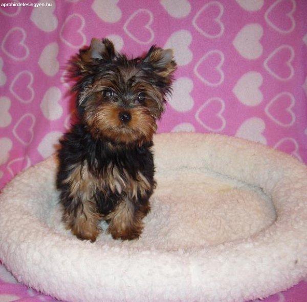 Eladó Mini Méretű Gyönyörű Játékos Yorkshire Terrier