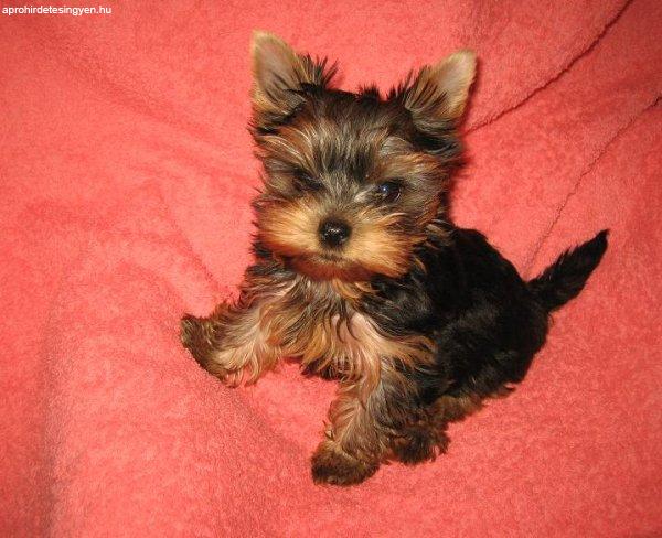 Eladó Mini Méretű Gyönyörű Játékos Yorkshire Terrier