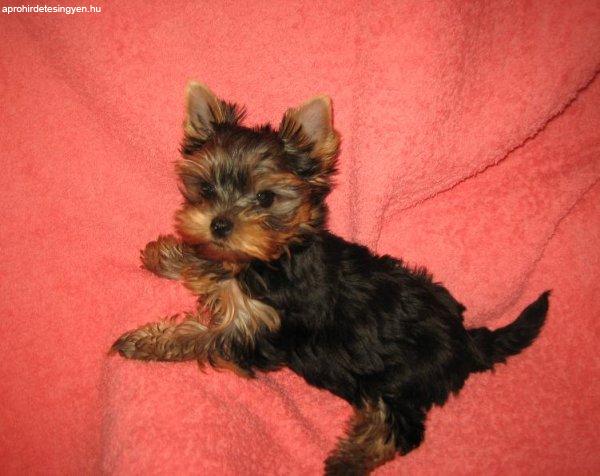 Eladó Mini Méretű Gyönyörű Játékos Yorkshire Terrier