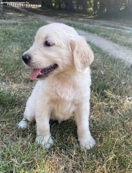 Golden retriever kiskutyák eladó