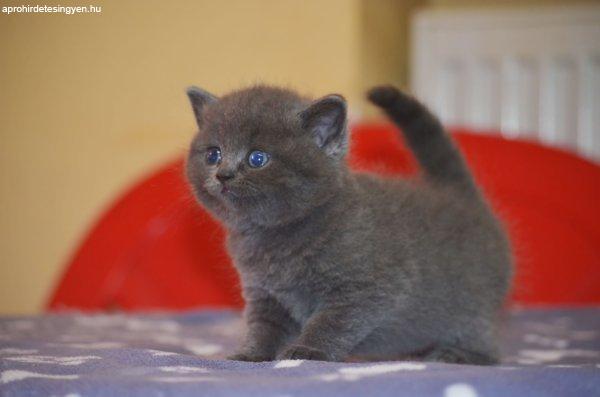 Gyönyörű kék brit rövidszőrű kiscicák!