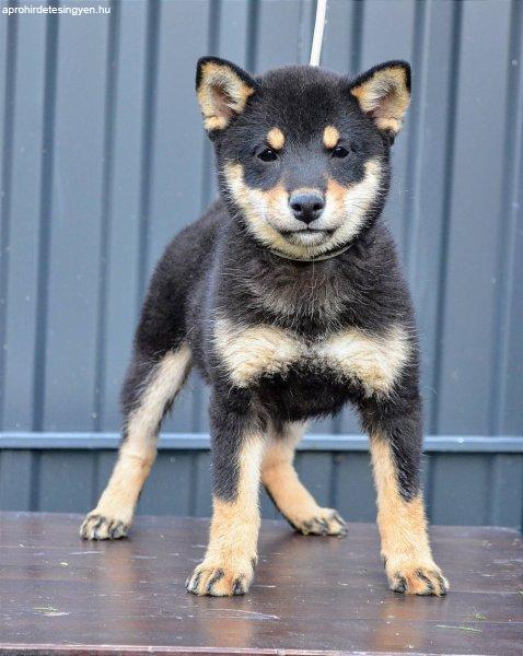 Shiba inu kölykök eladó